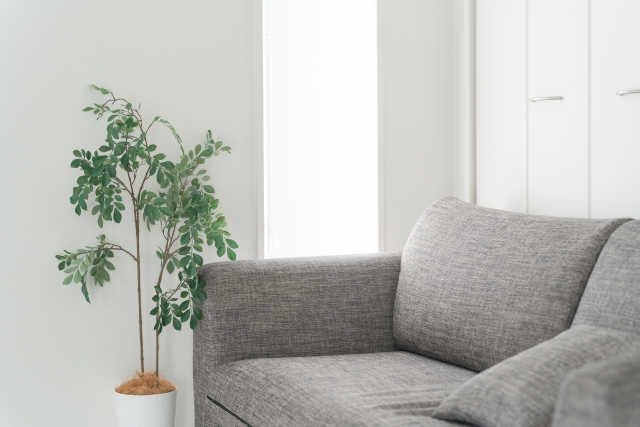 窓からの光があたるソファと観葉植物