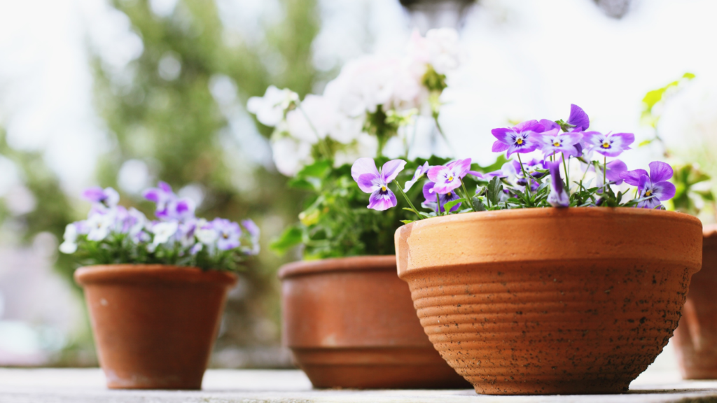 花の植木鉢